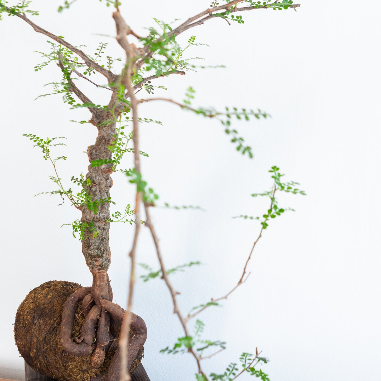 Alejandro Bataille | Elephant Tree Kokedama