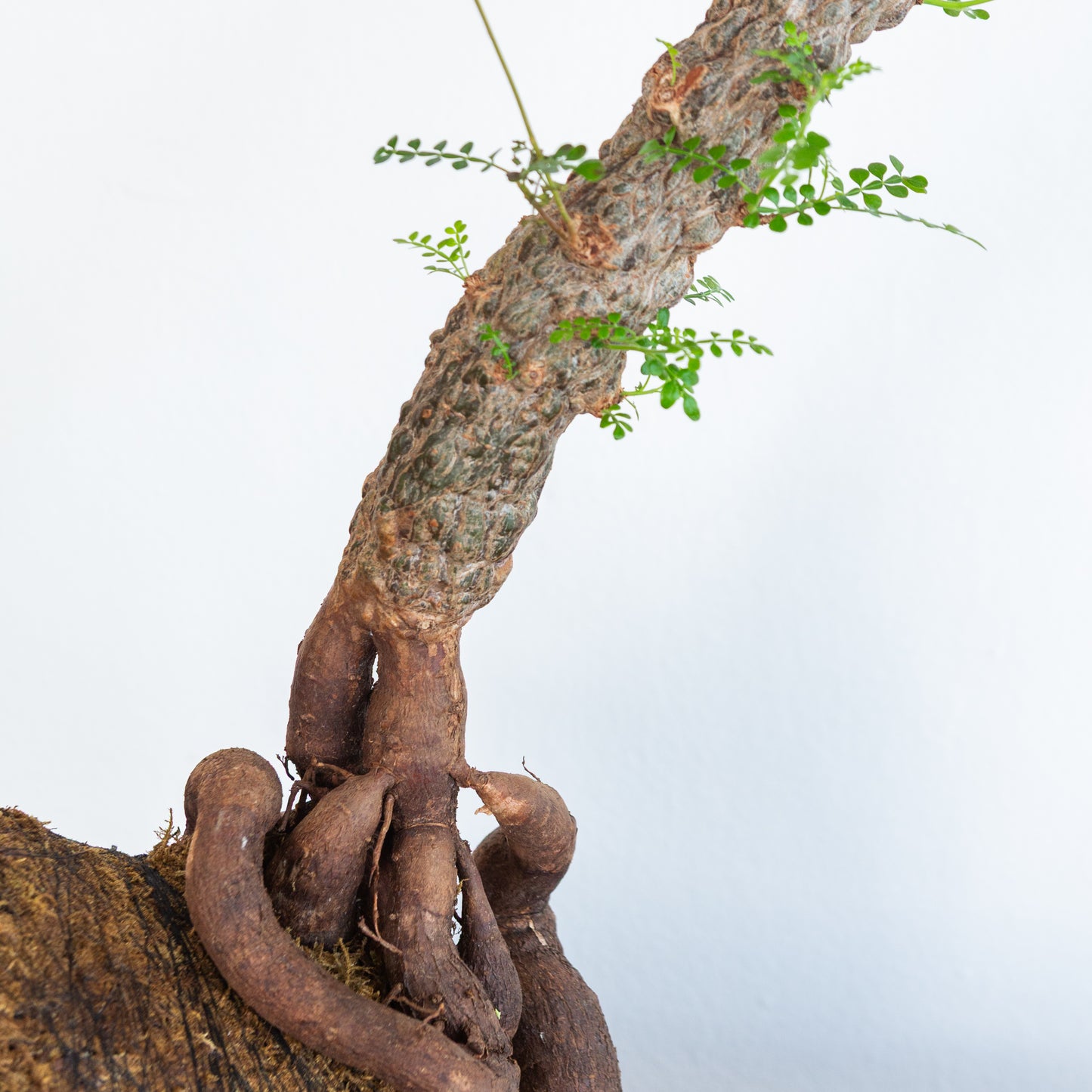 Alejandro Bataille | Elephant Tree Kokedama