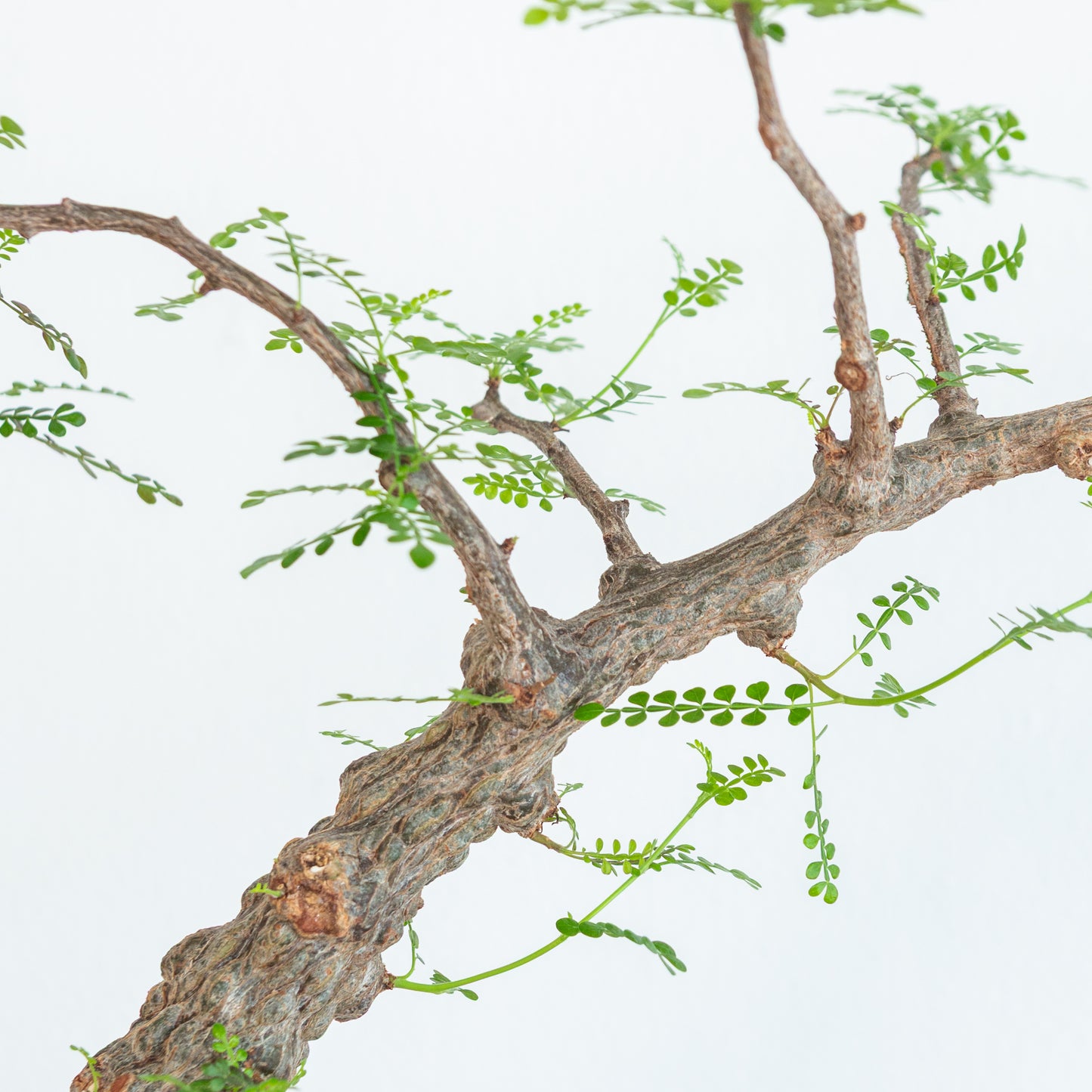 Alejandro Bataille | Elephant Tree Kokedama
