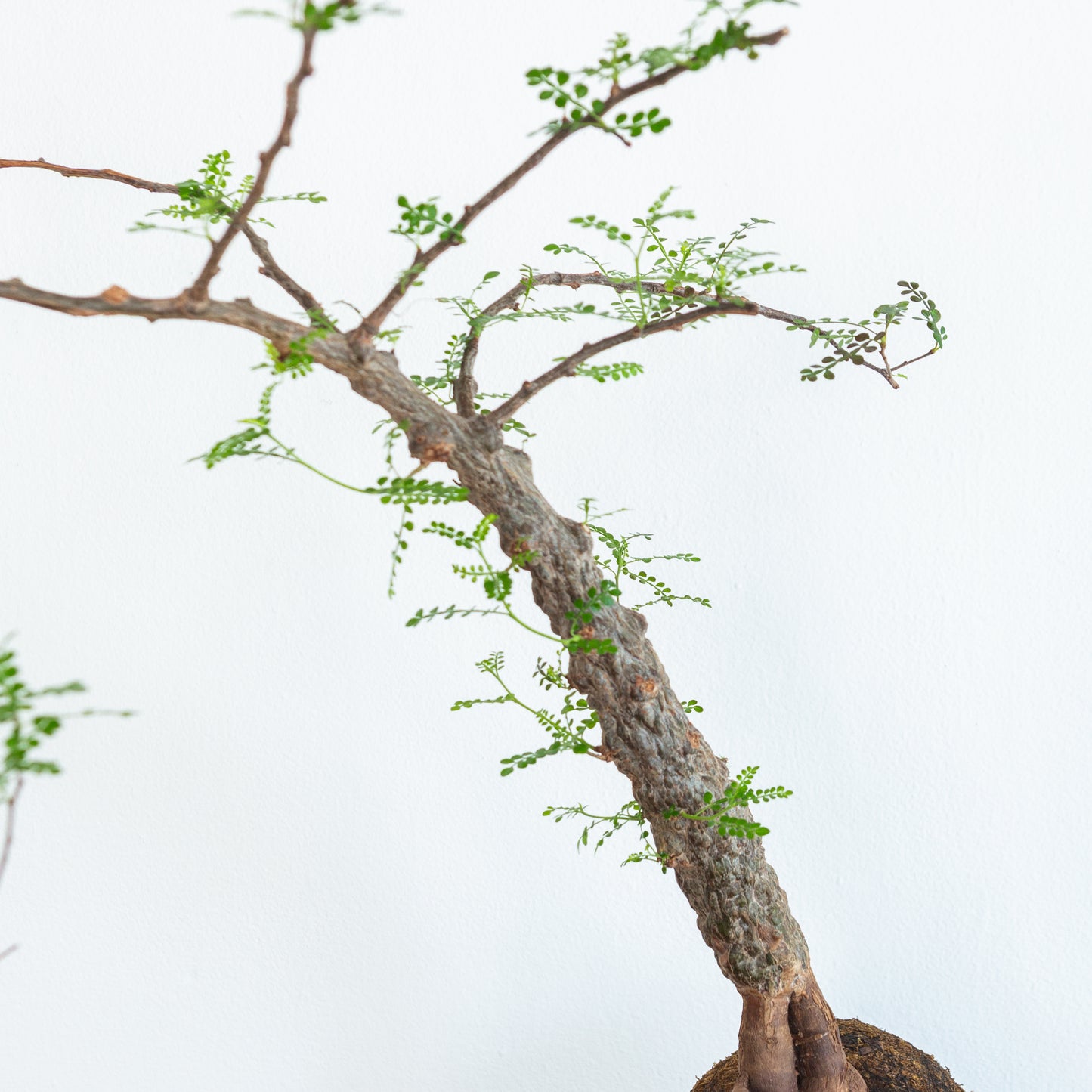 Alejandro Bataille | Elephant Tree Kokedama