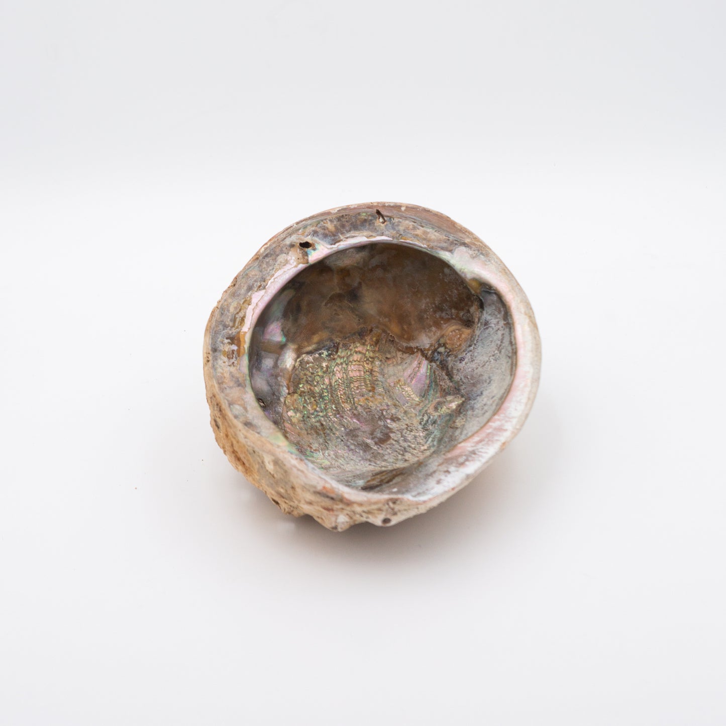 Large Abalone Shell
