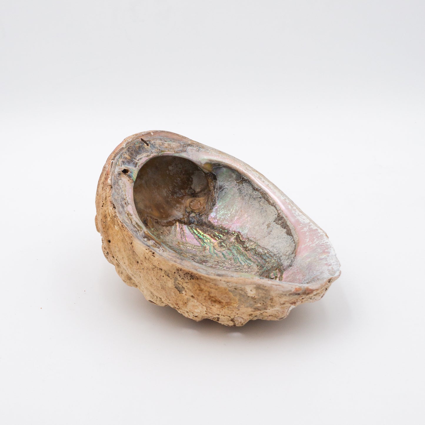 Large Abalone Shell