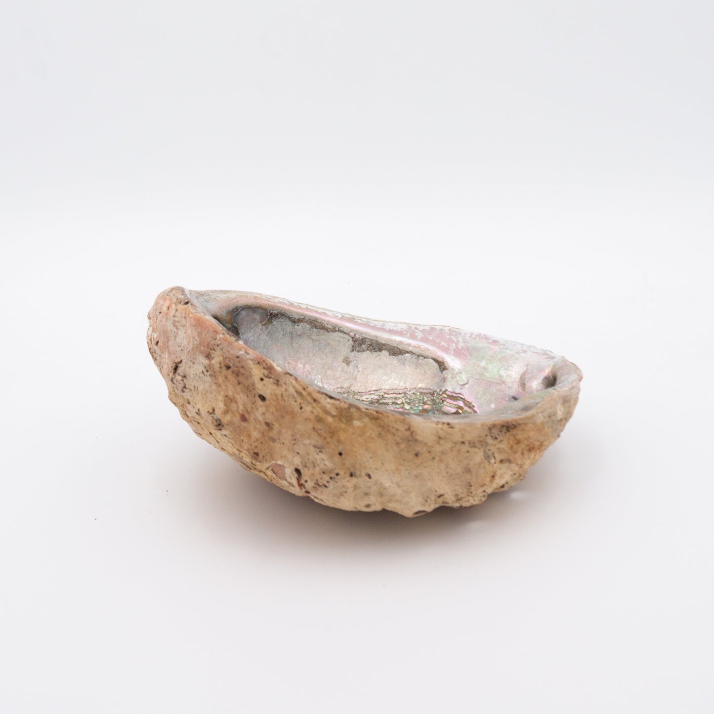 Large Abalone Shell