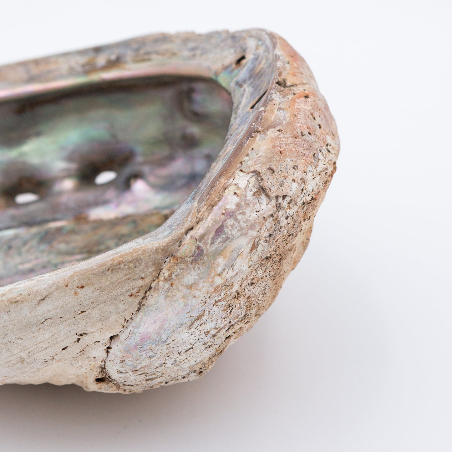 Abalone Shells