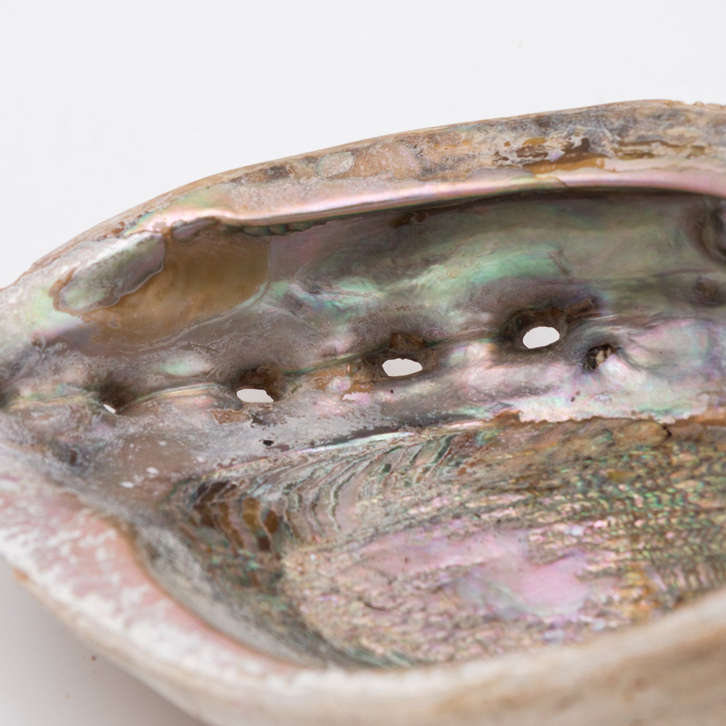 Abalone Shells