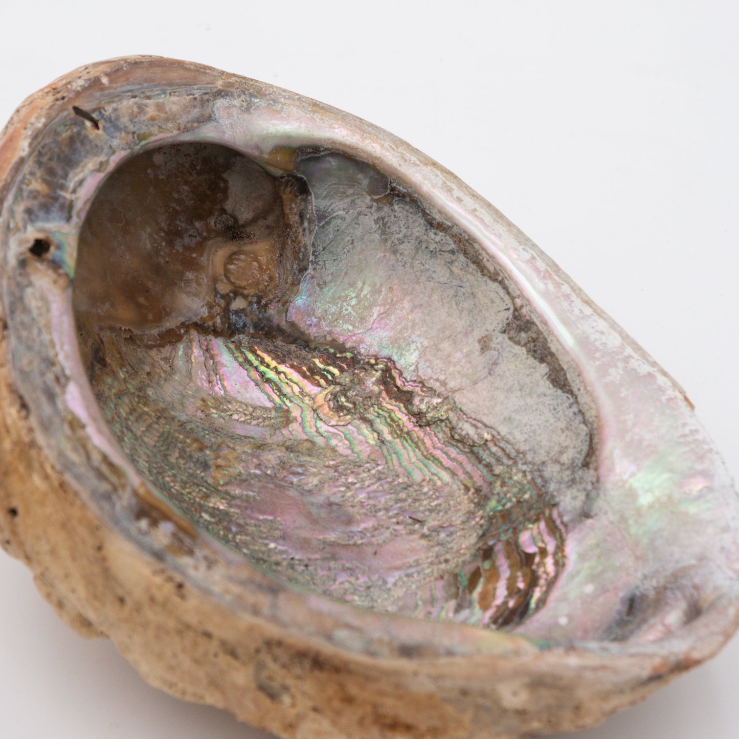 Abalone Shells