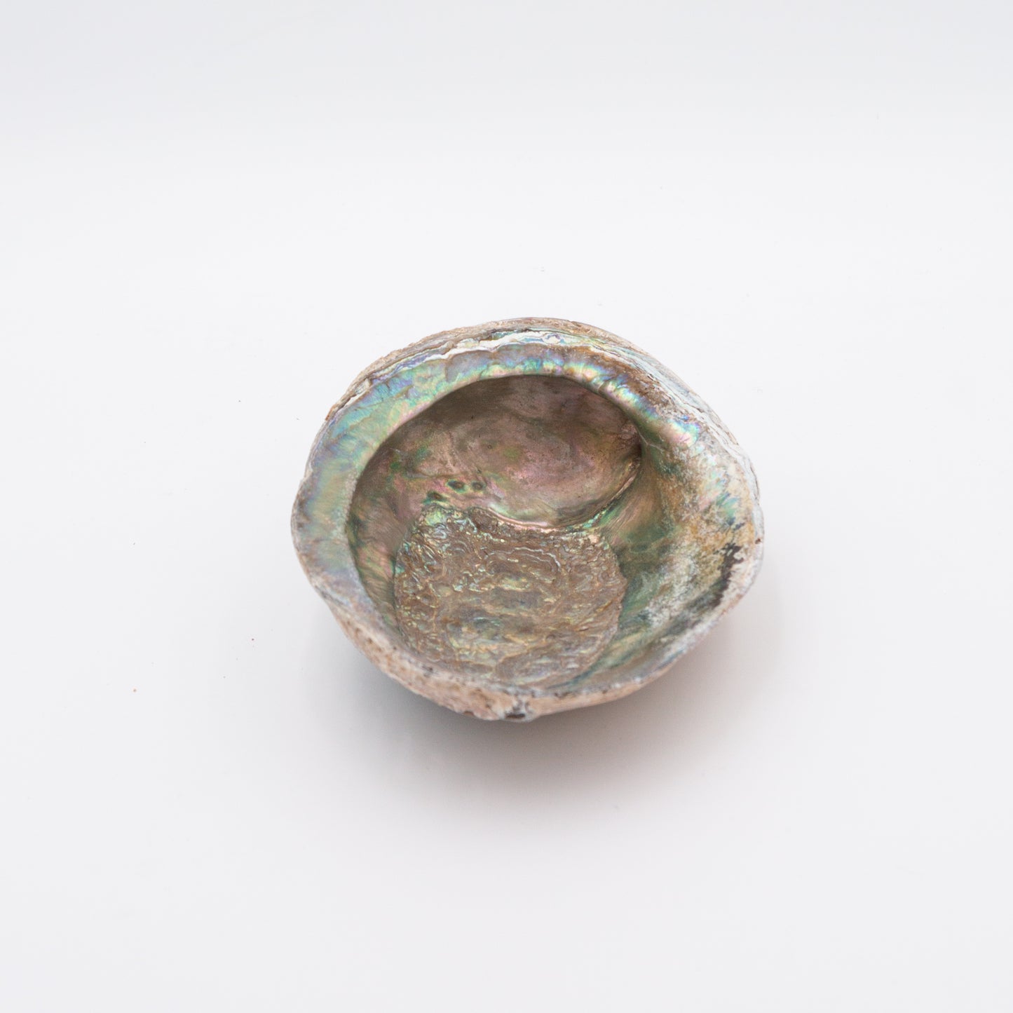 Abalone Shells