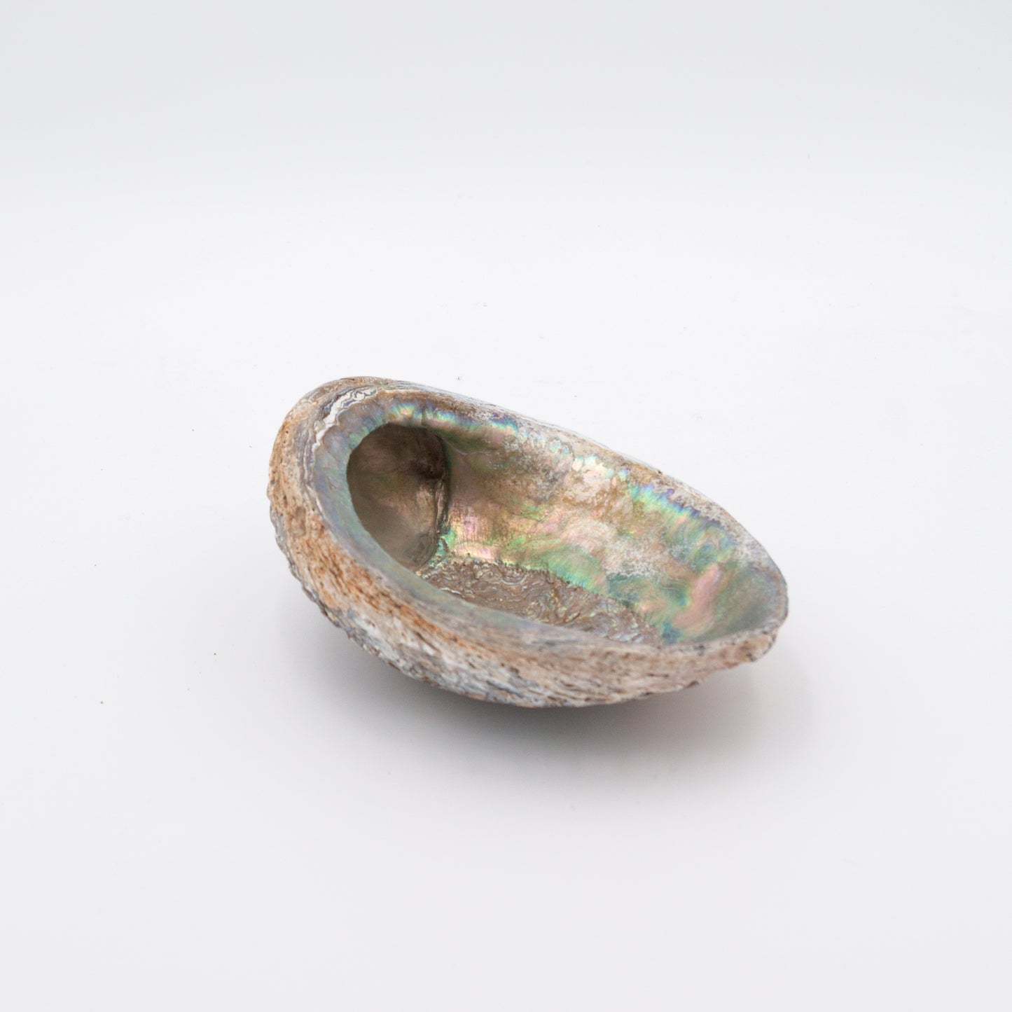 Abalone Shells