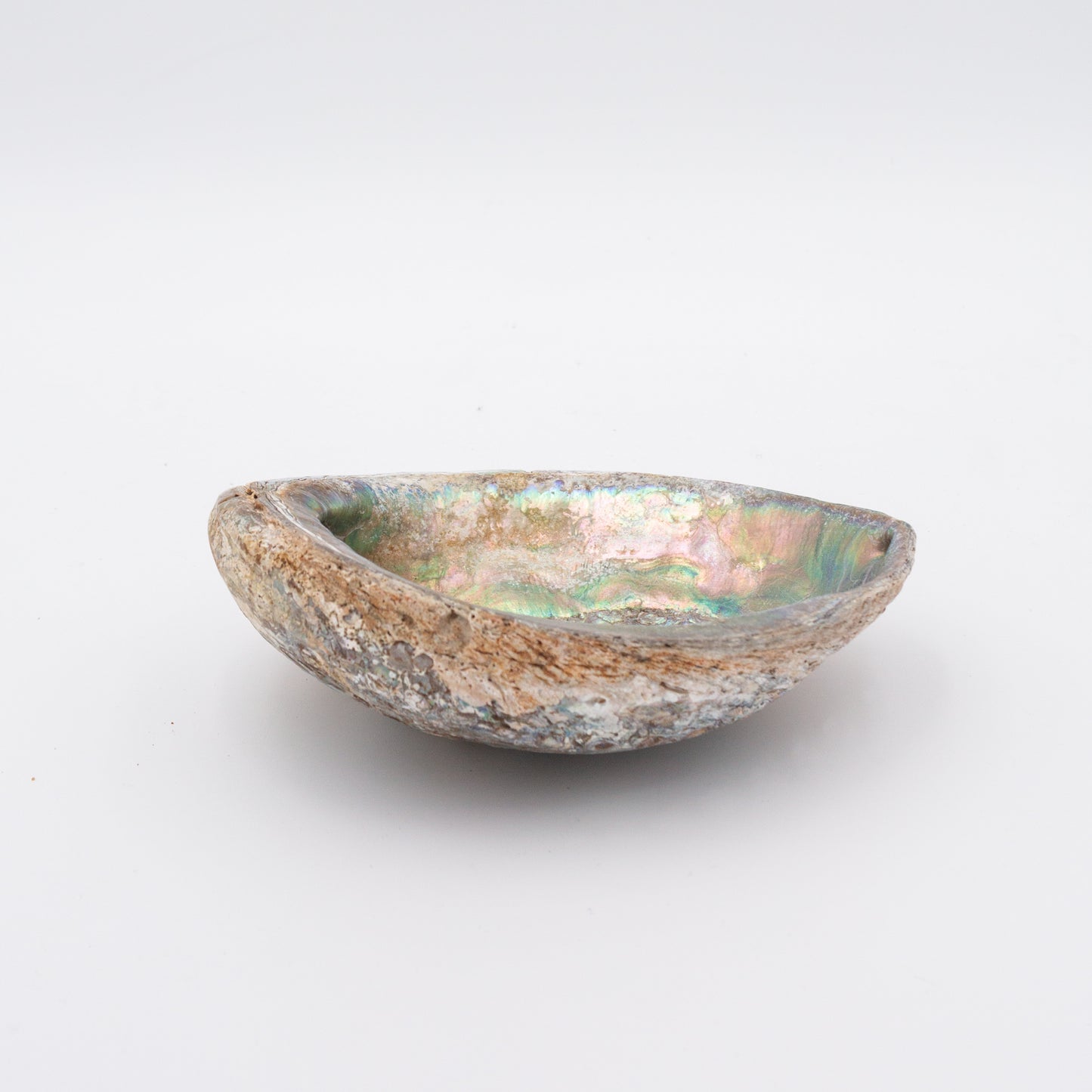Abalone Shells