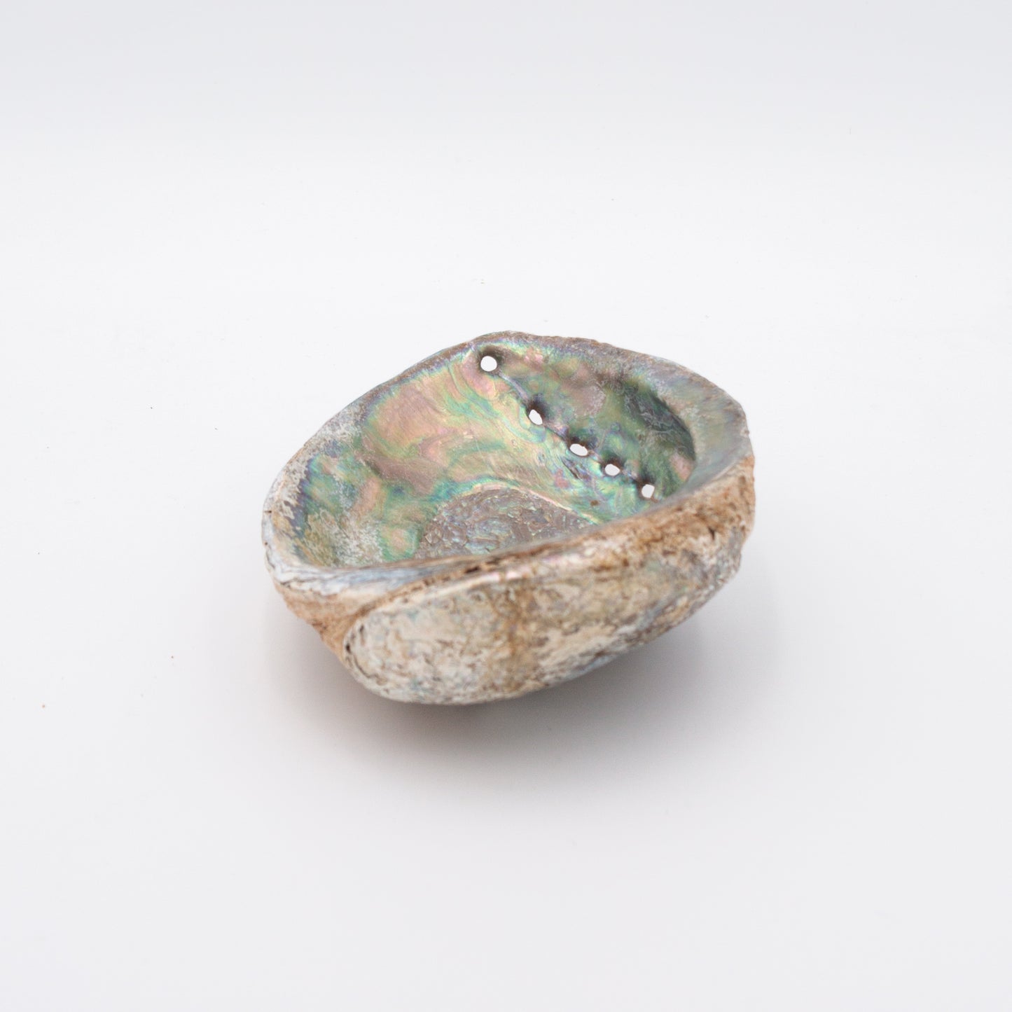 Abalone Shells