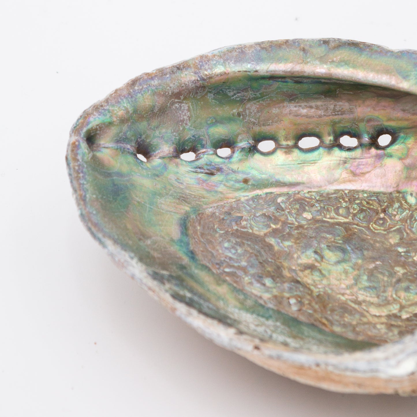 Abalone Shells