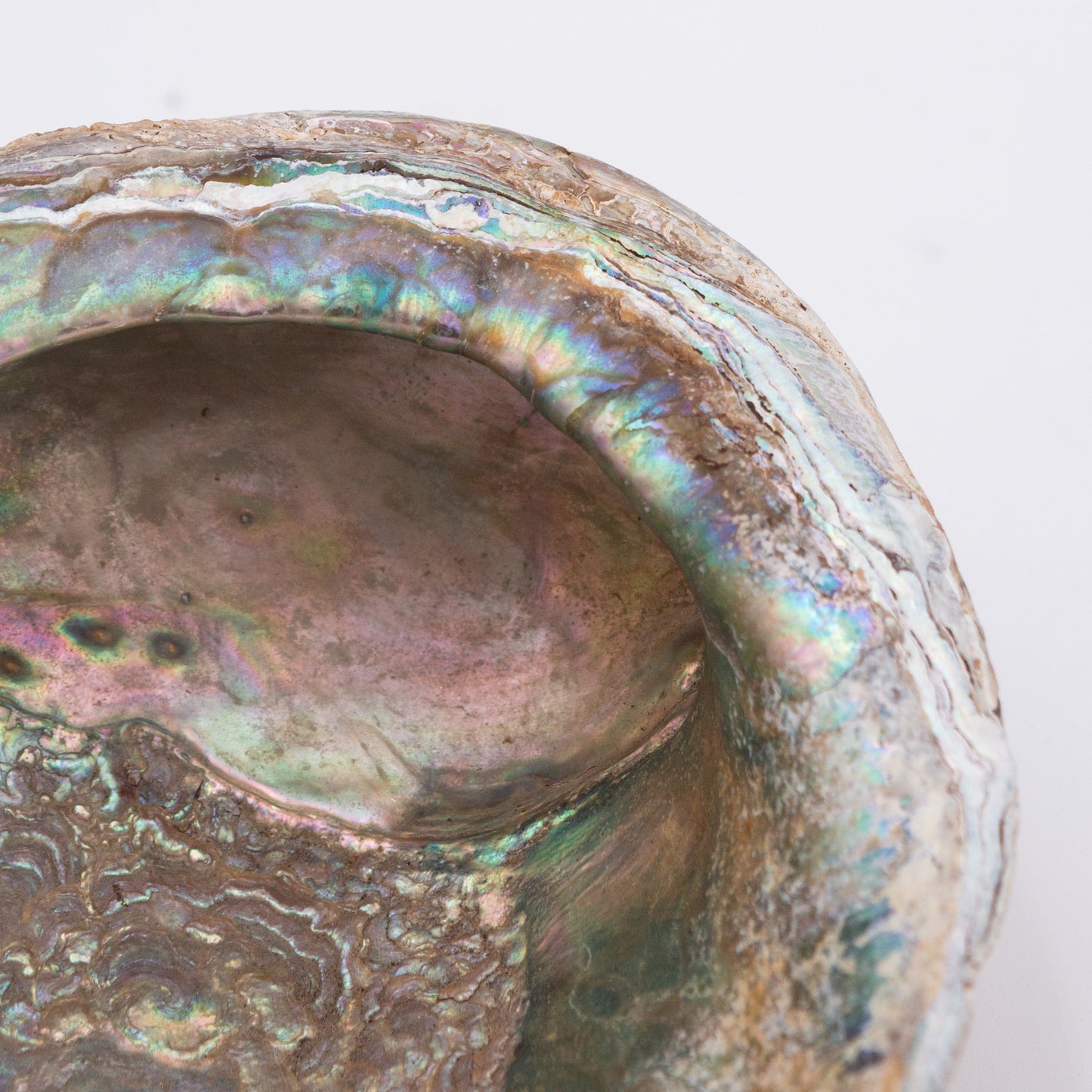 Abalone Shells