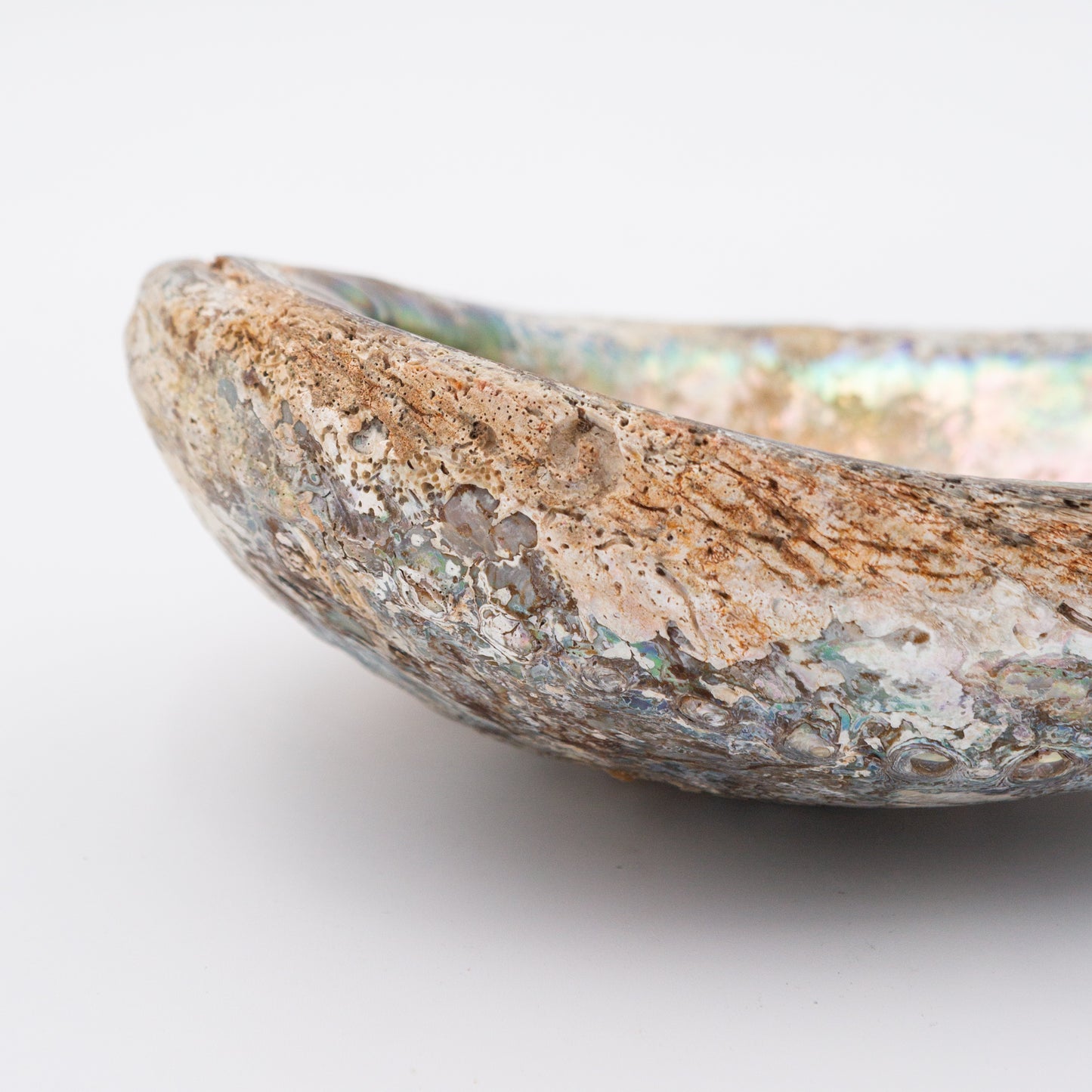 Abalone Shells