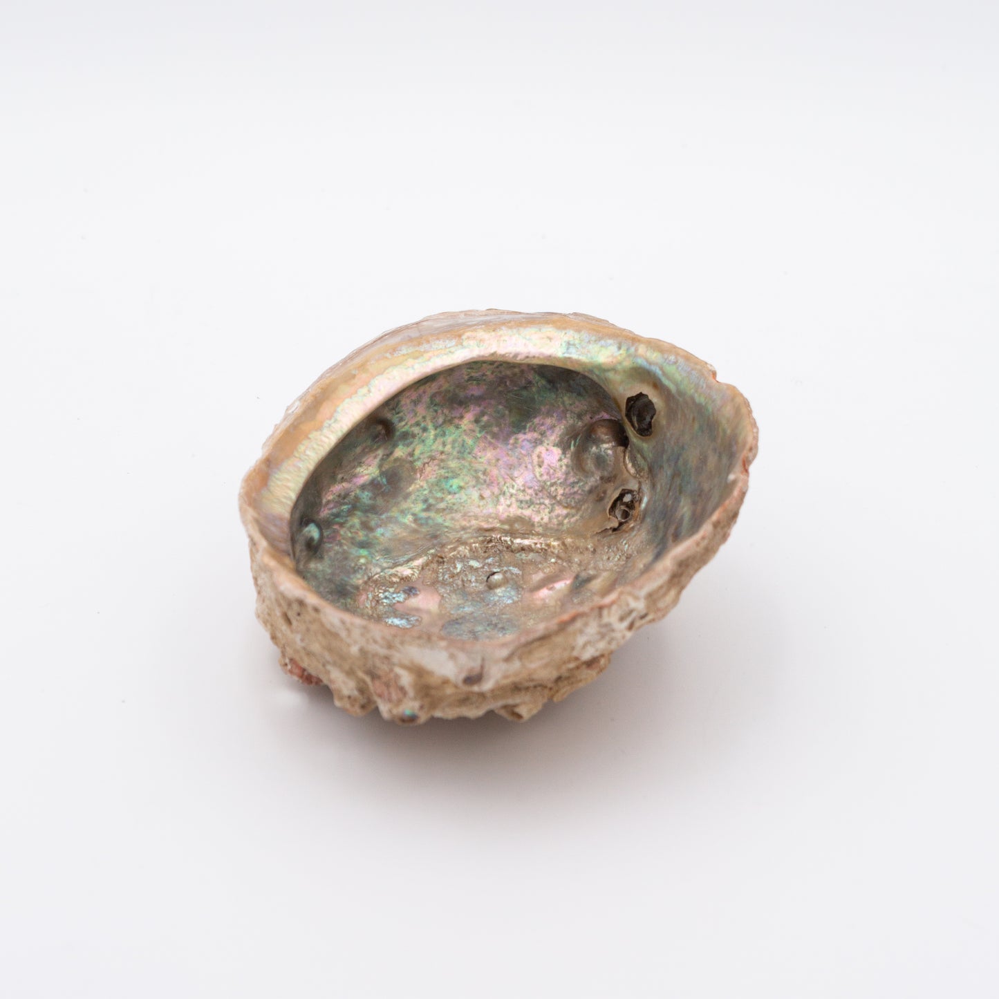 Abalone Shells