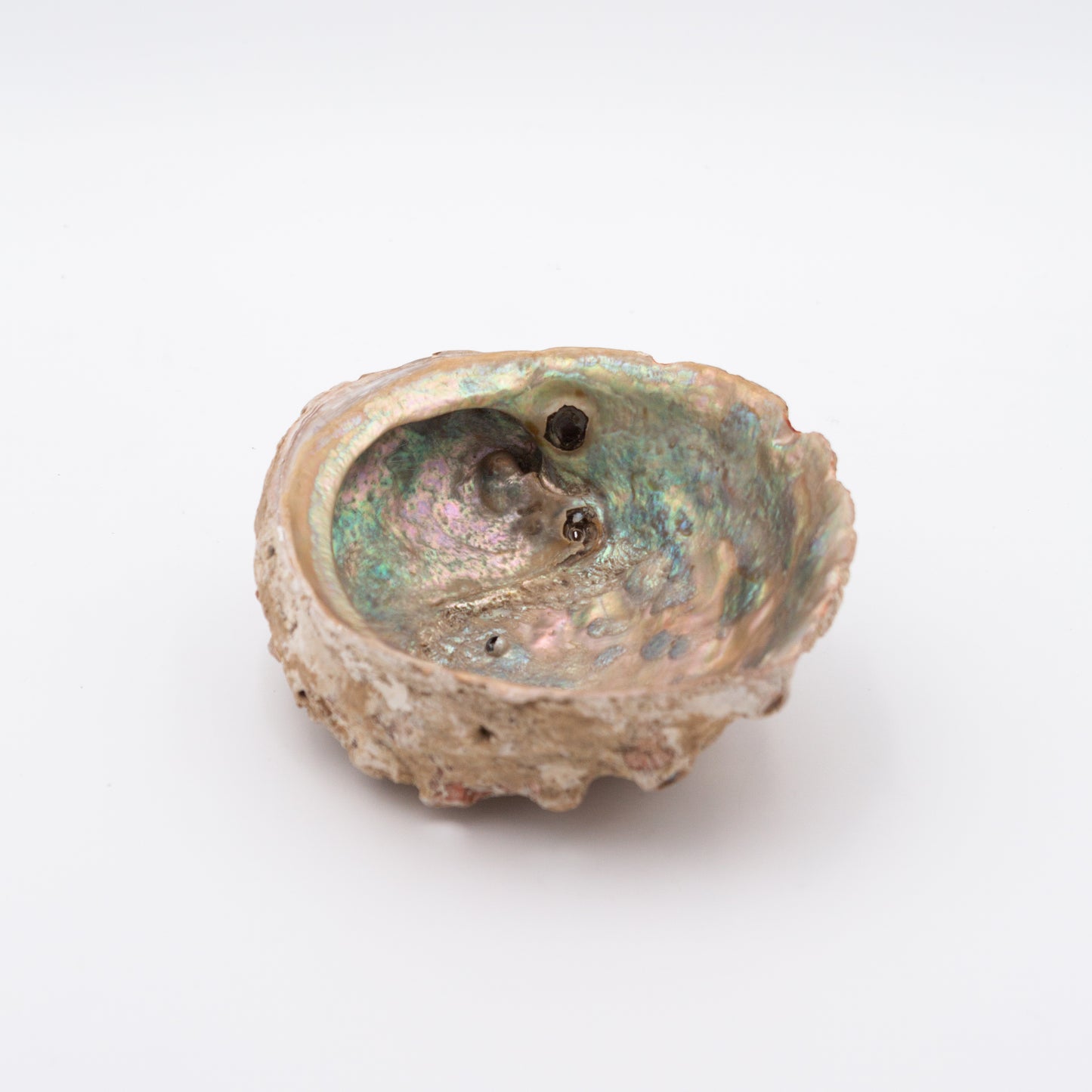Abalone Shells