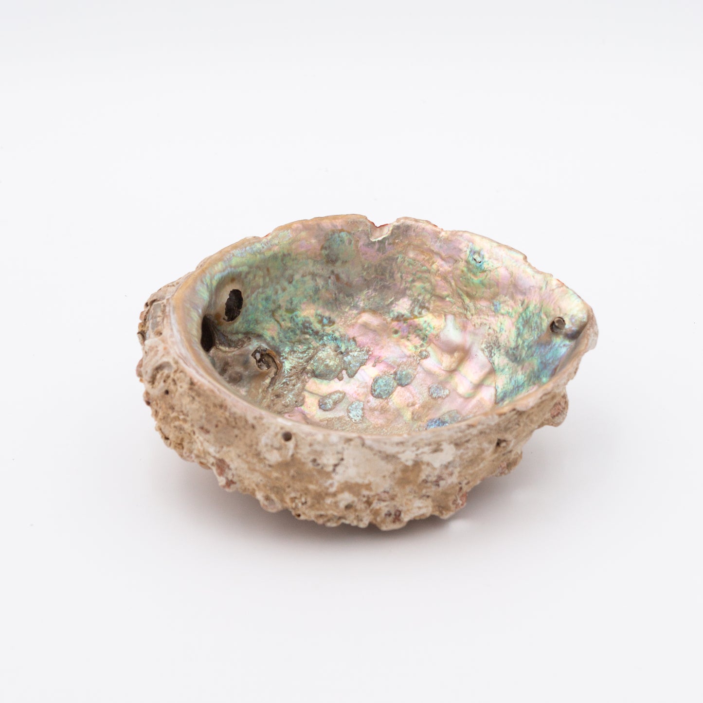 Abalone Shells