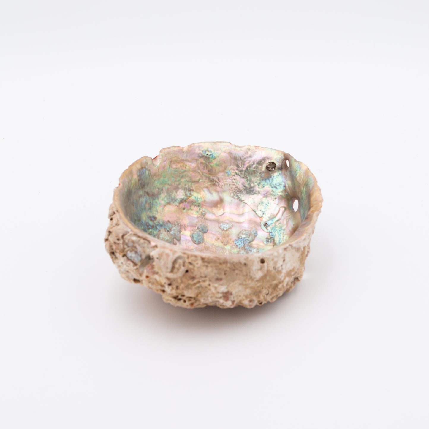 Abalone Shells