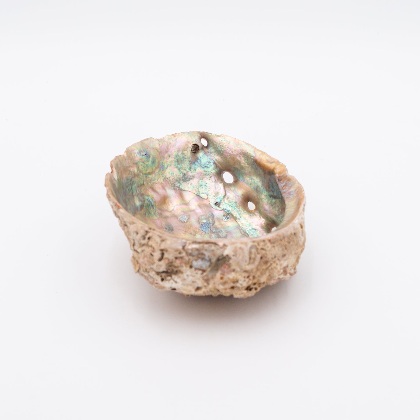 Abalone Shells
