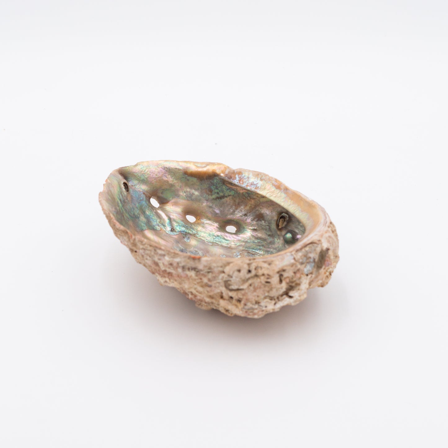 Abalone Shells