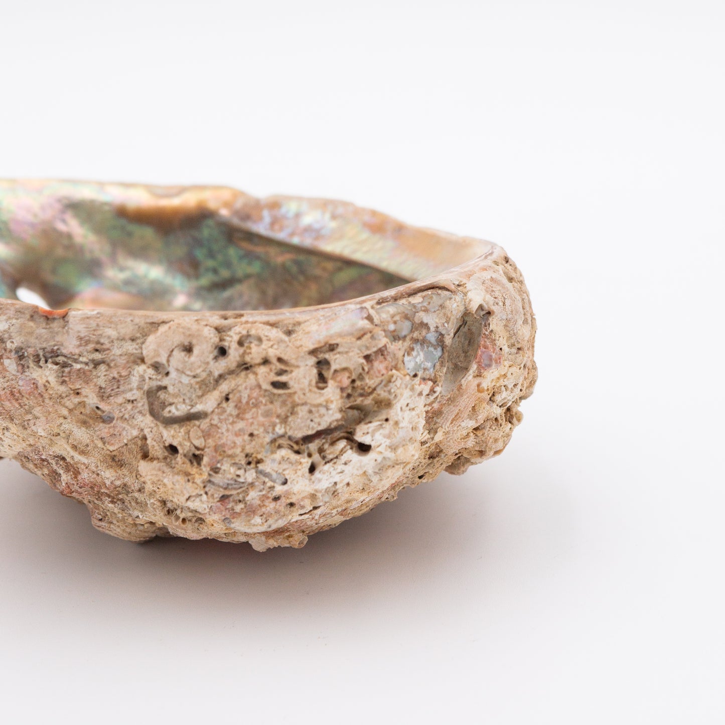 Abalone Shells