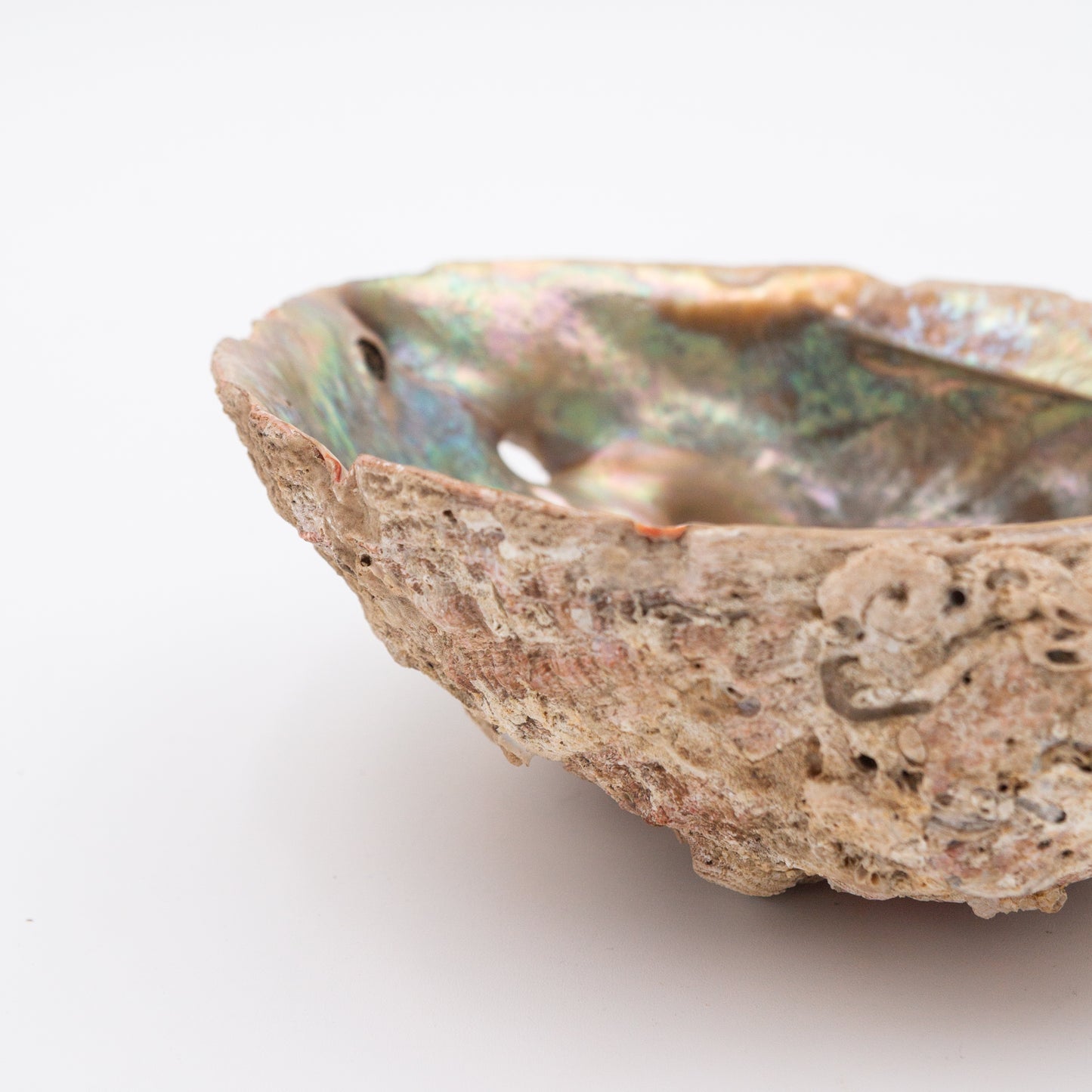 Abalone Shells