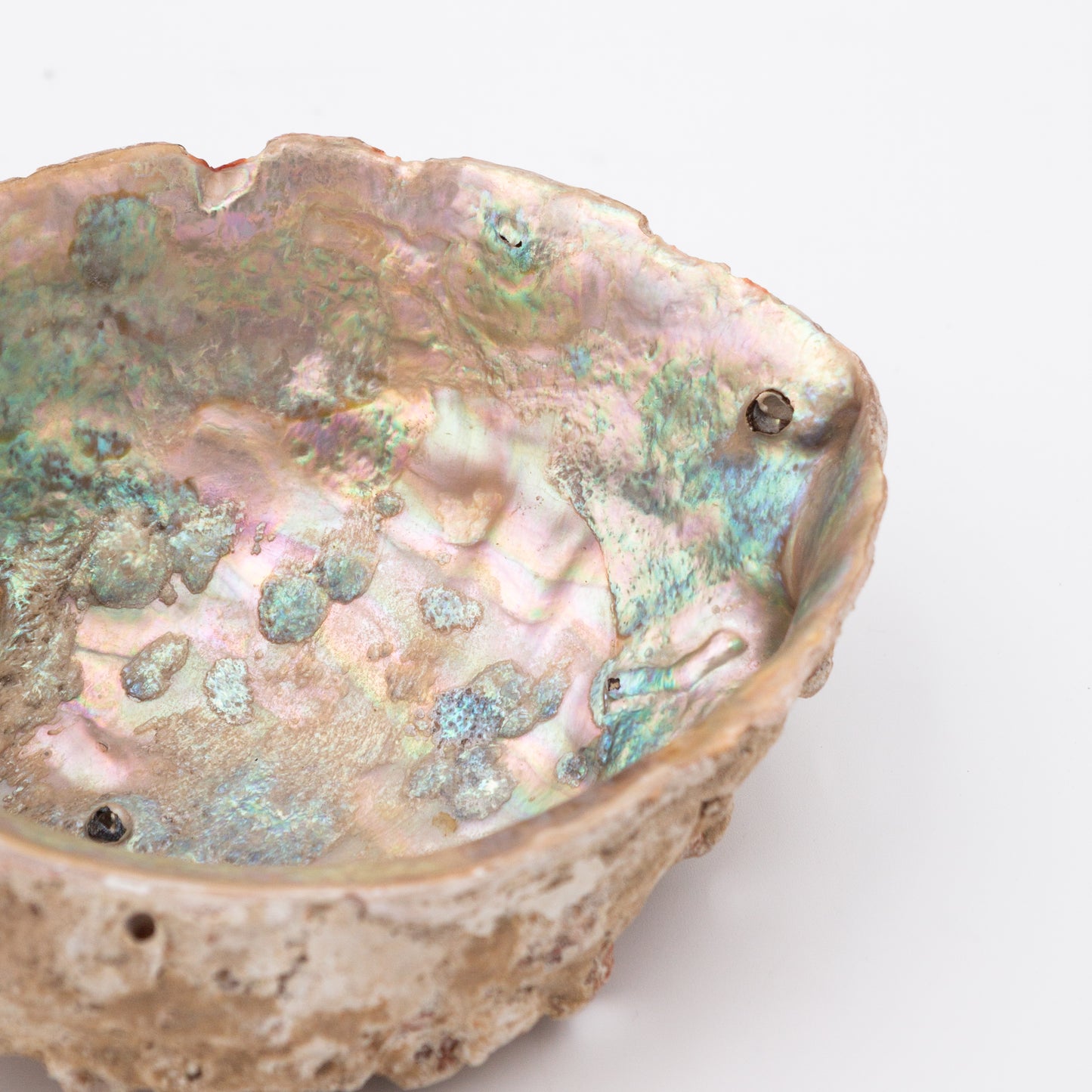Abalone Shells
