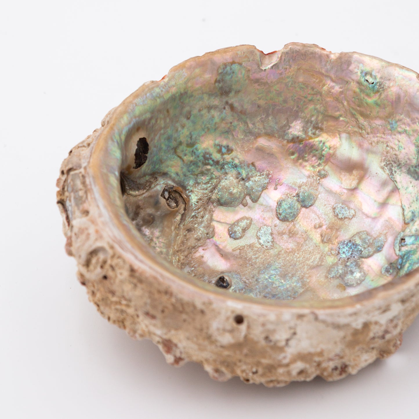 Abalone Shells