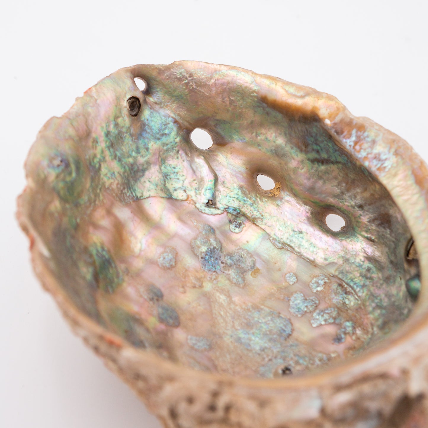 Abalone Shells