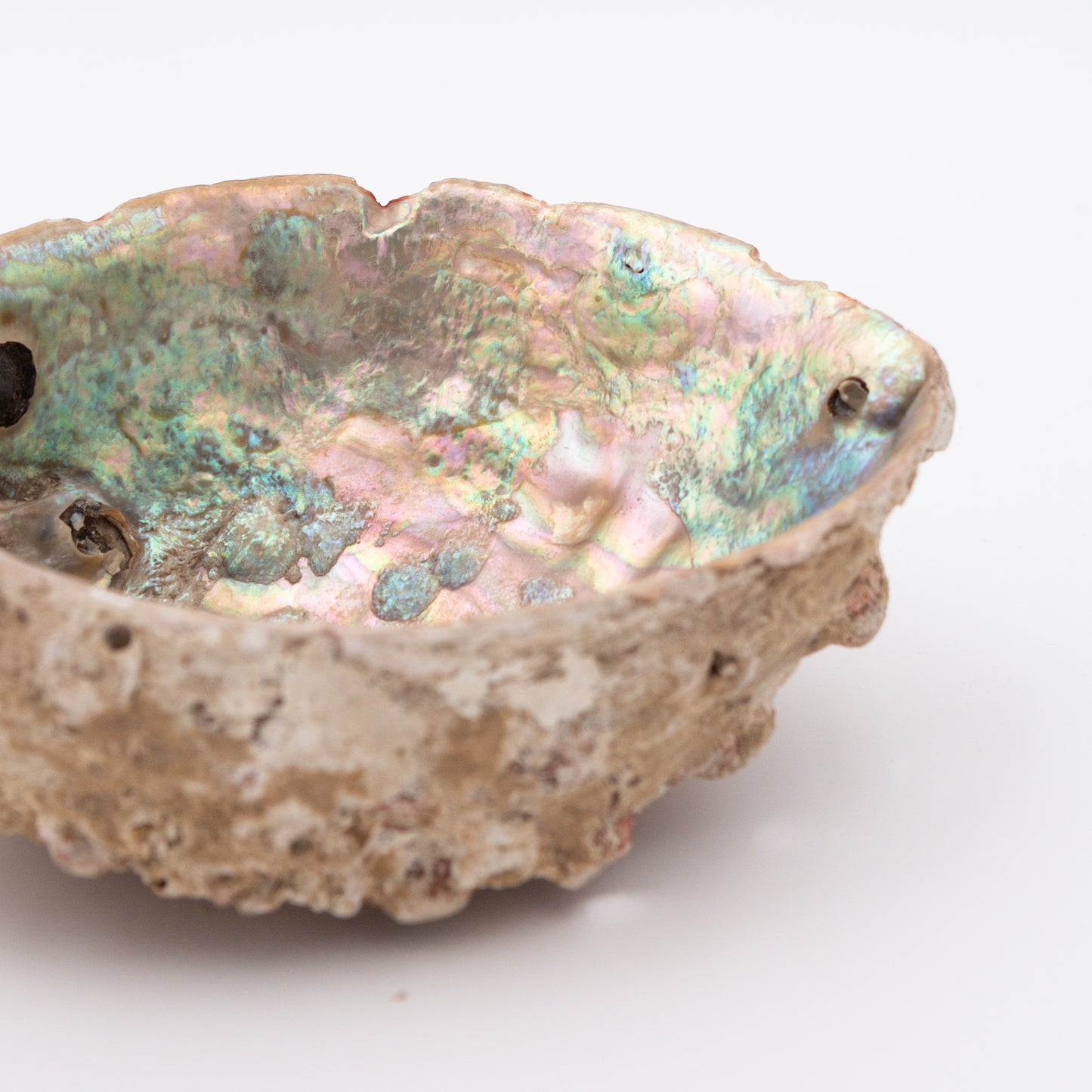 Abalone Shells