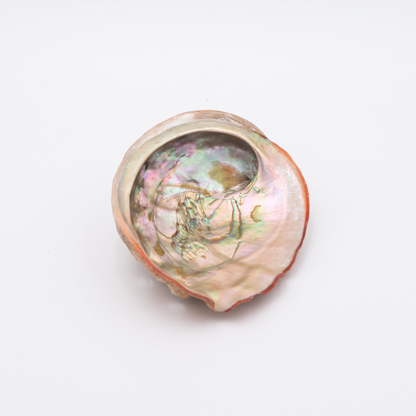 Abalone Shells