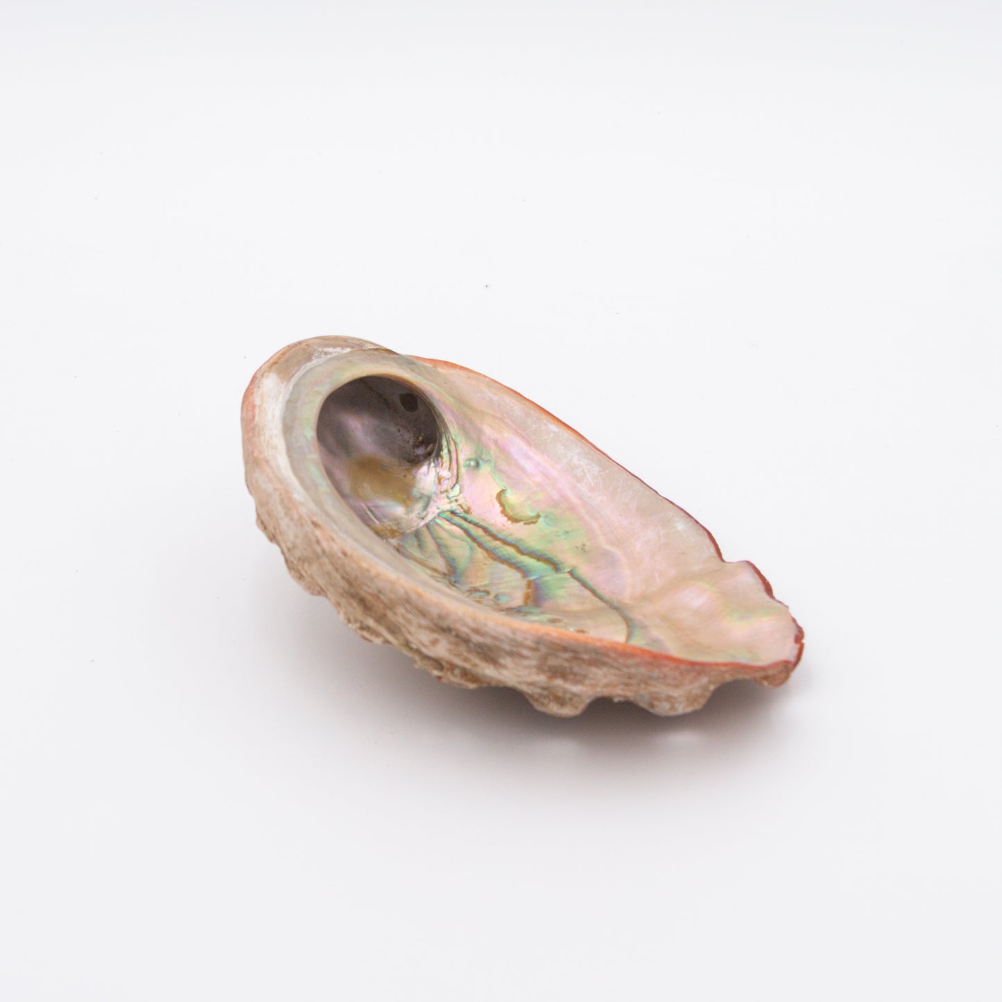 Abalone Shells