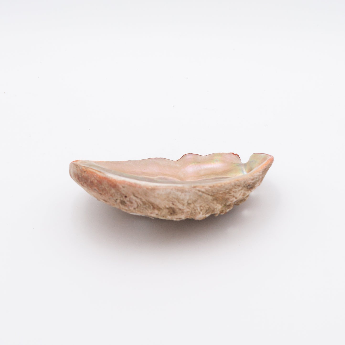 Abalone Shells