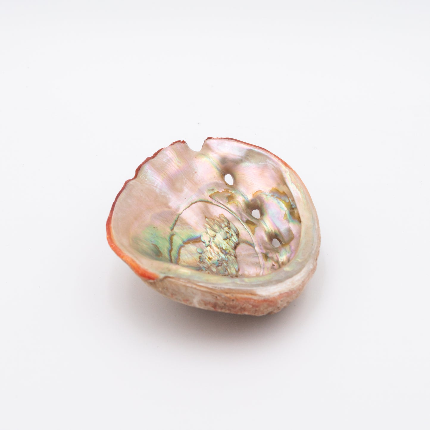 Abalone Shells