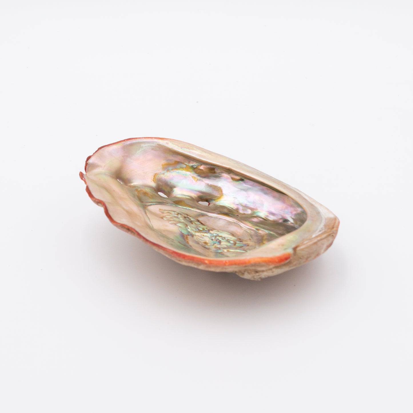 Abalone Shells