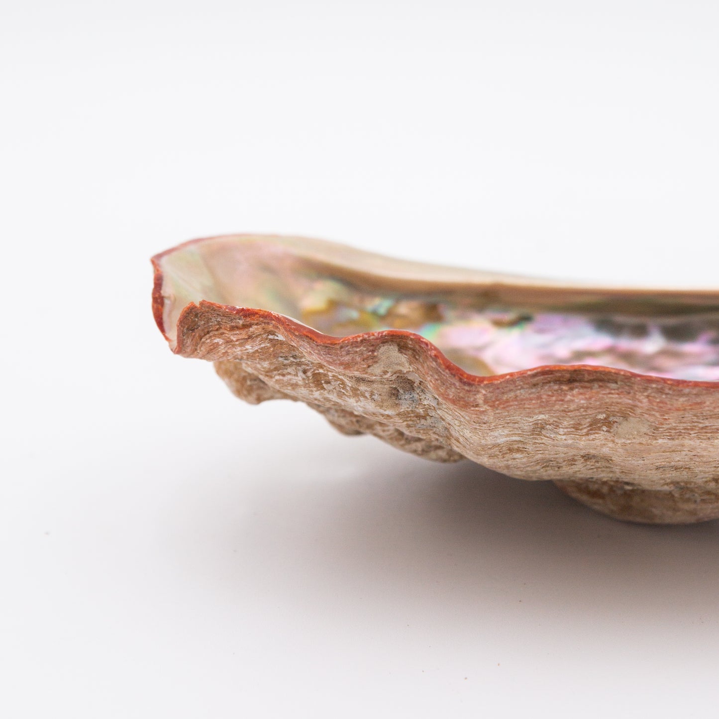 Abalone Shells