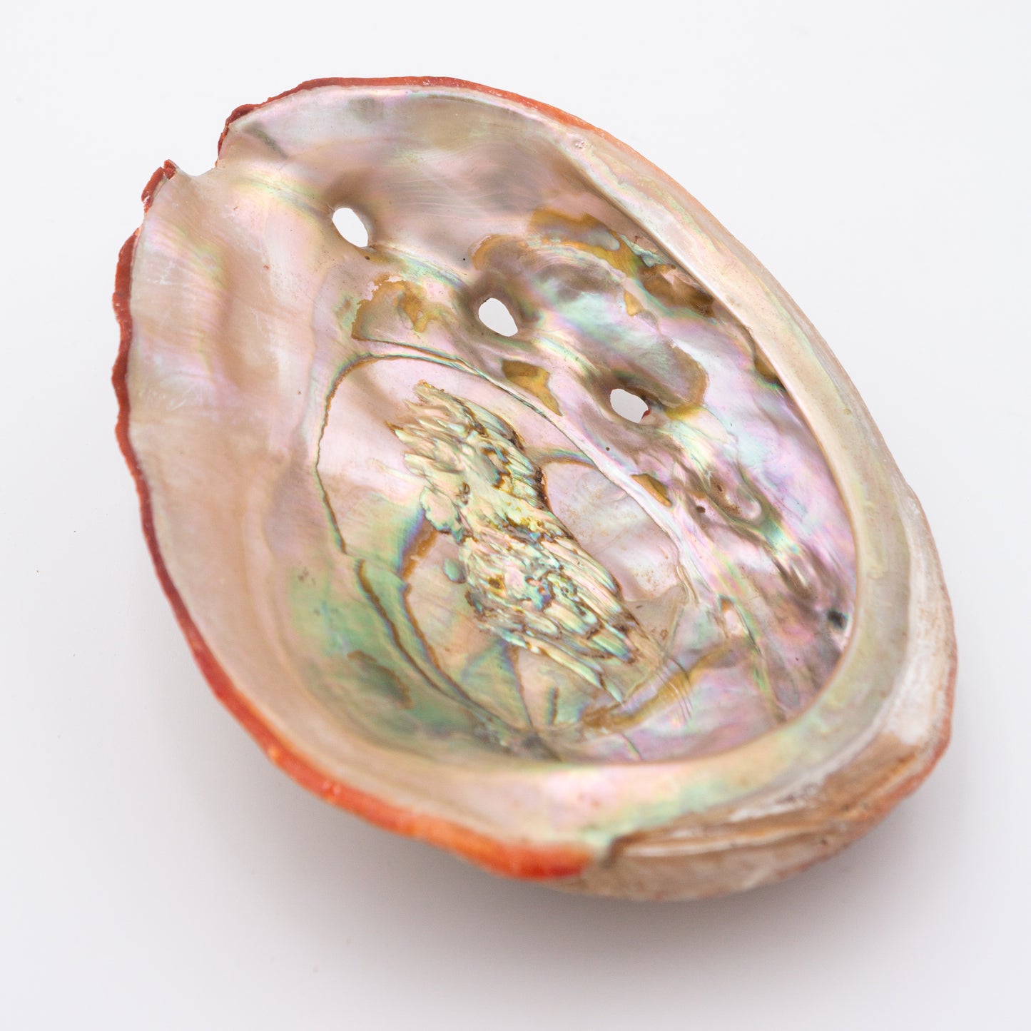 Abalone Shells