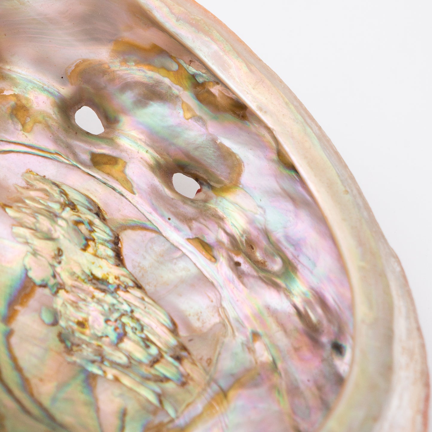 Abalone Shells