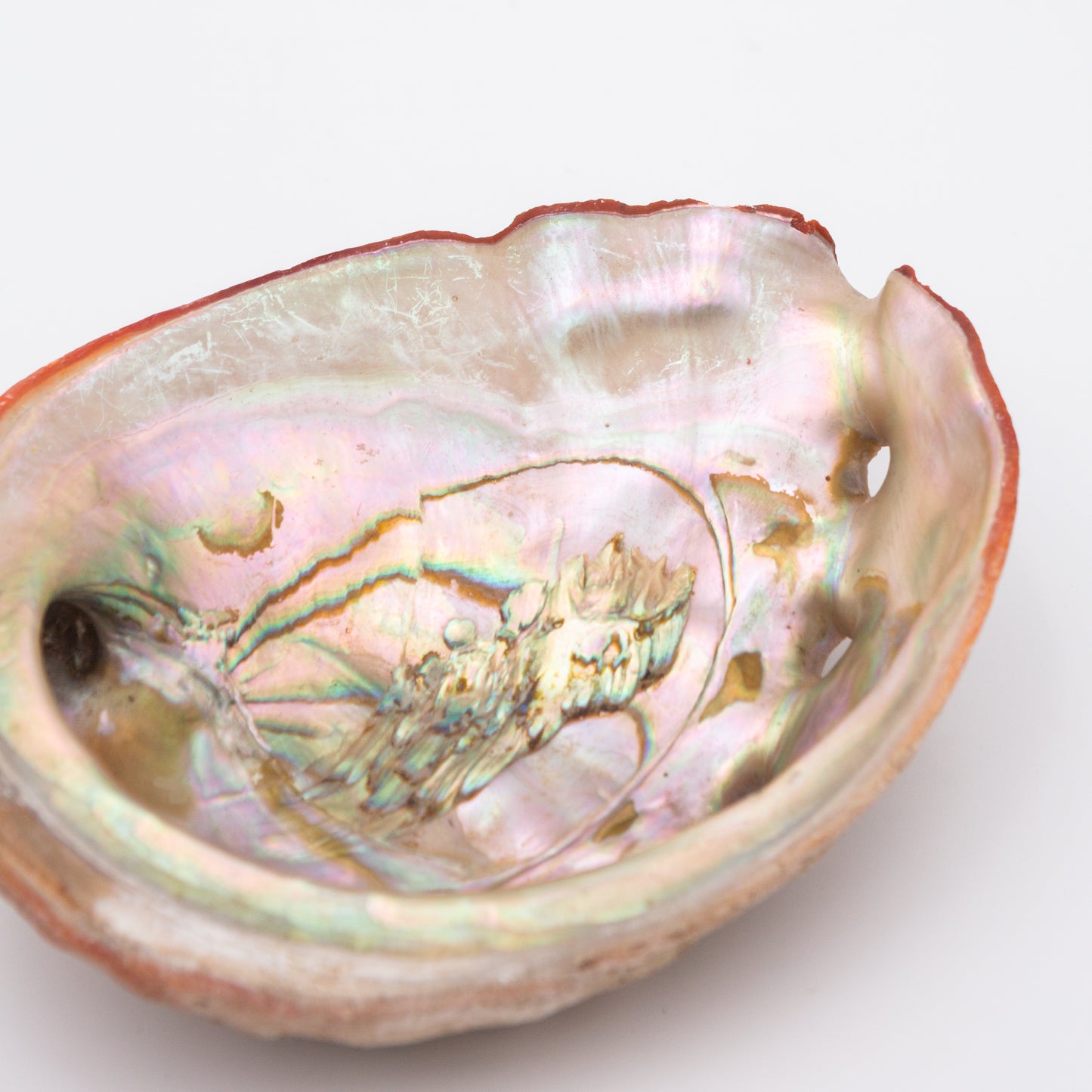 Abalone Shells