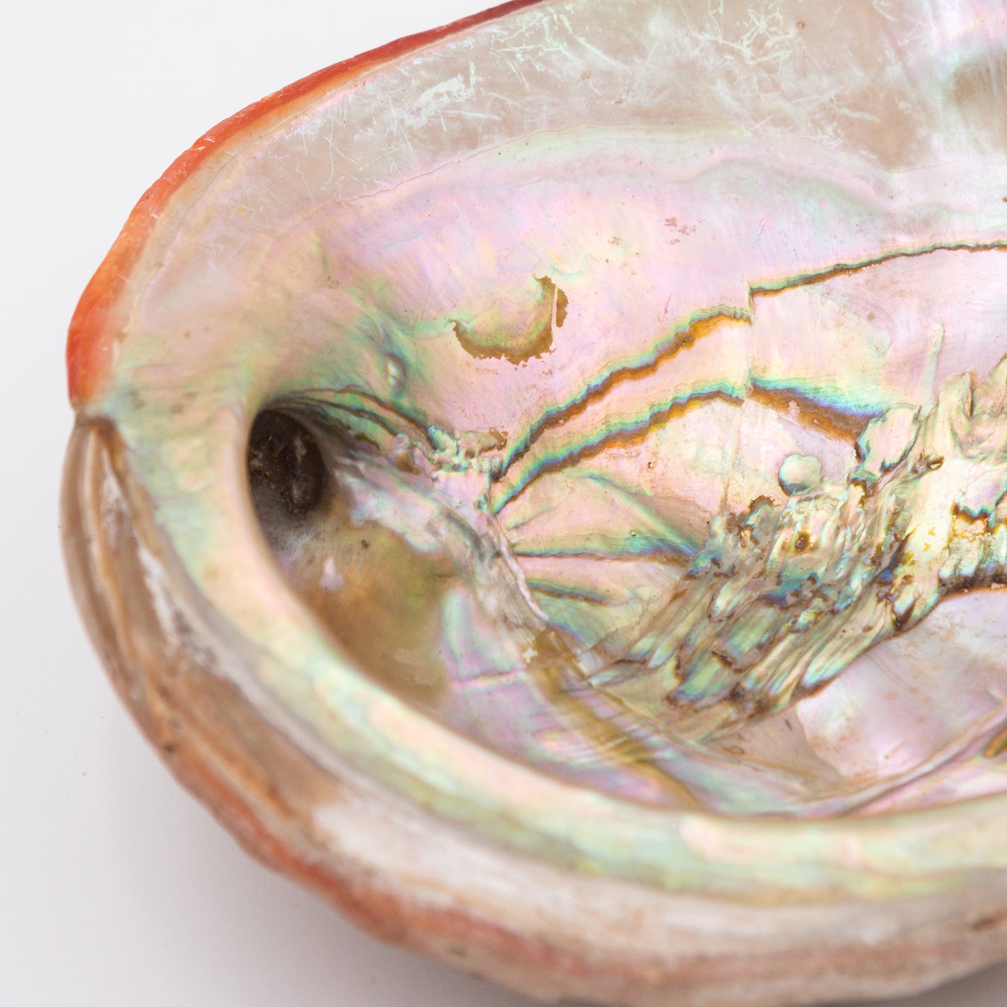 Abalone Shells