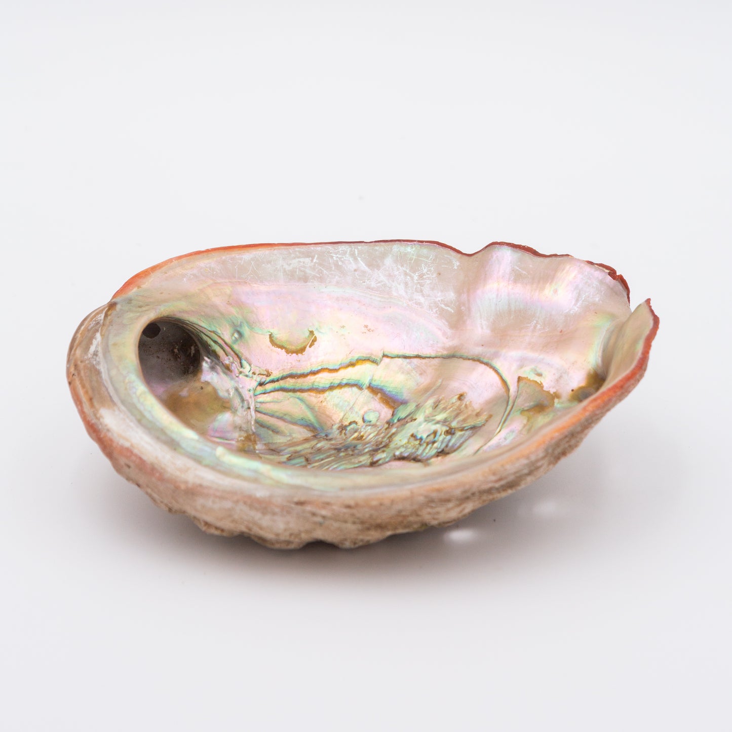 Abalone Shells