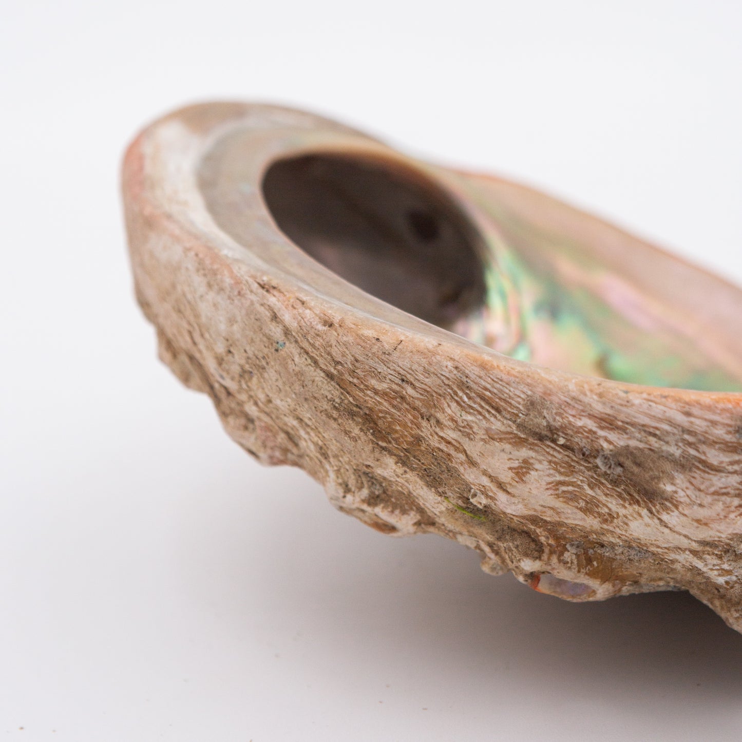 Abalone Shells