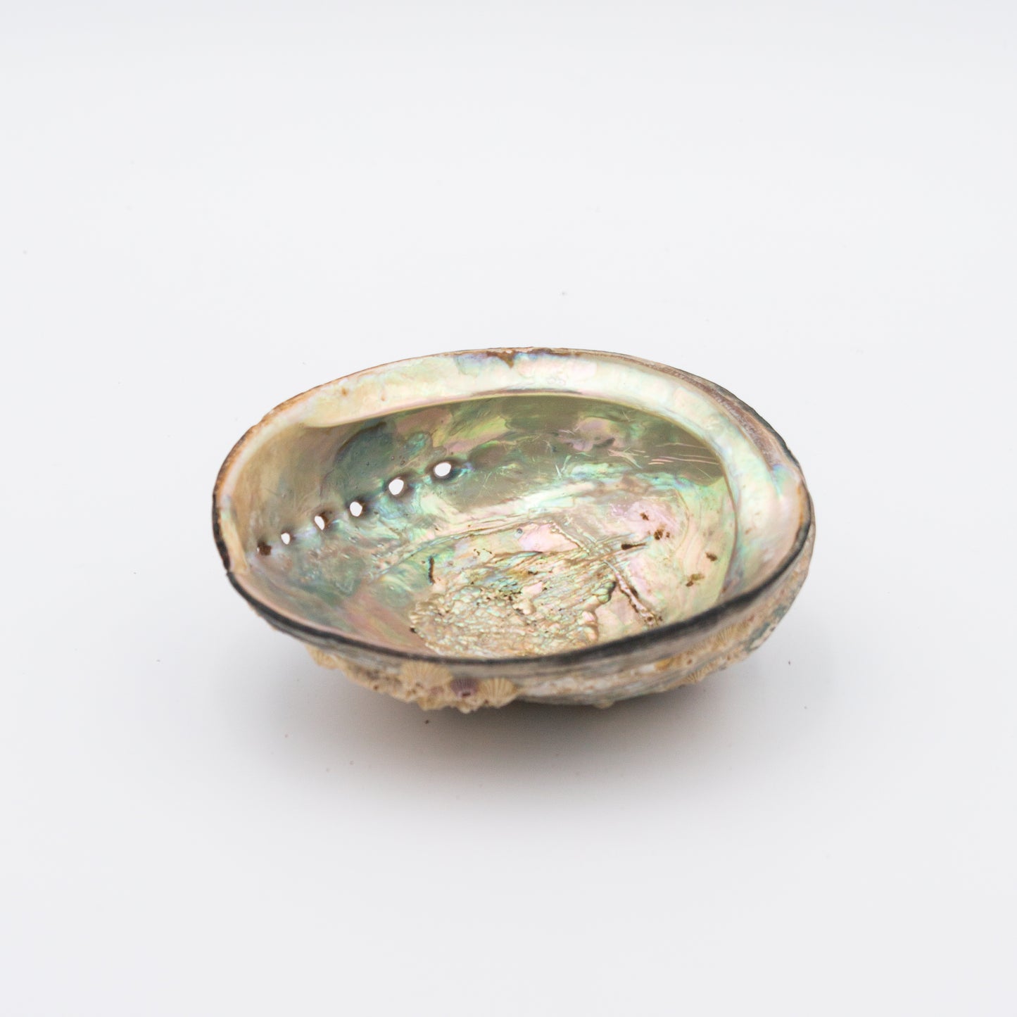 Abalone Shells