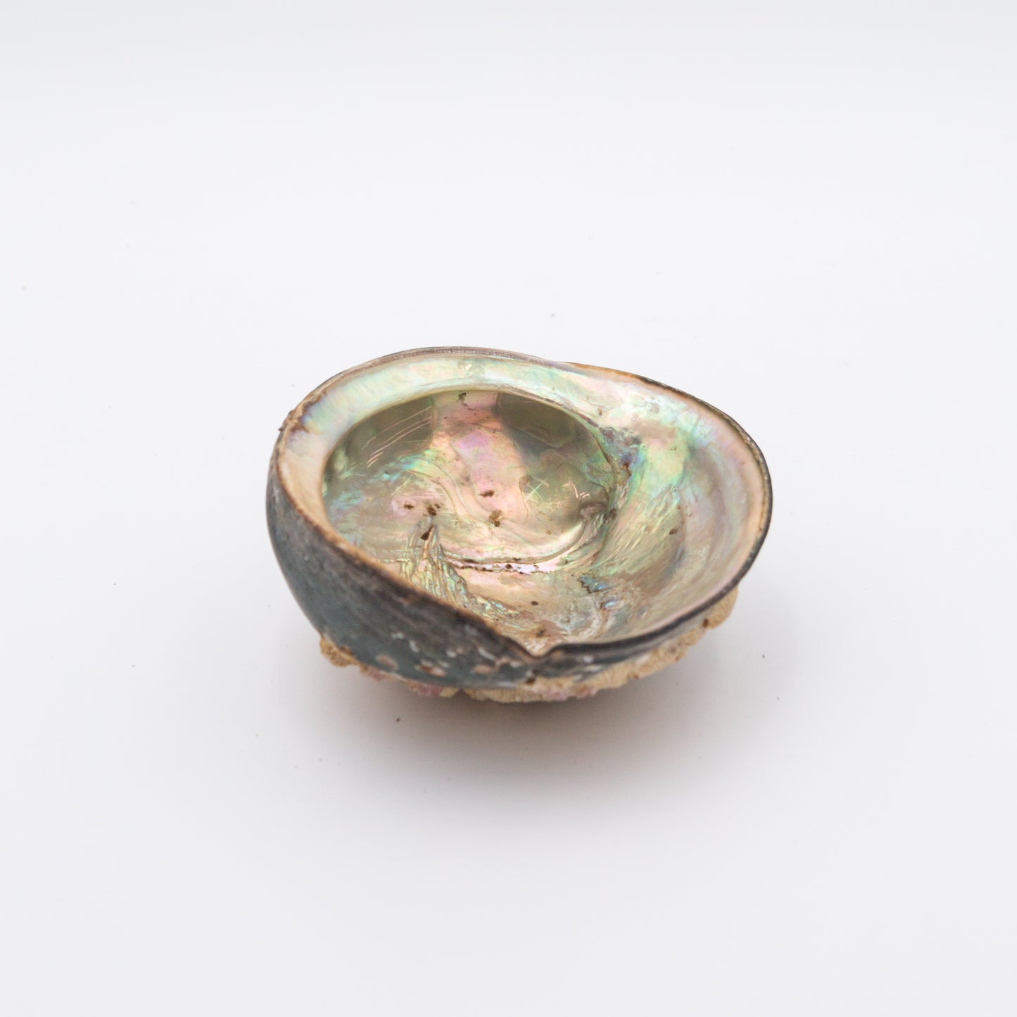 Abalone Shells