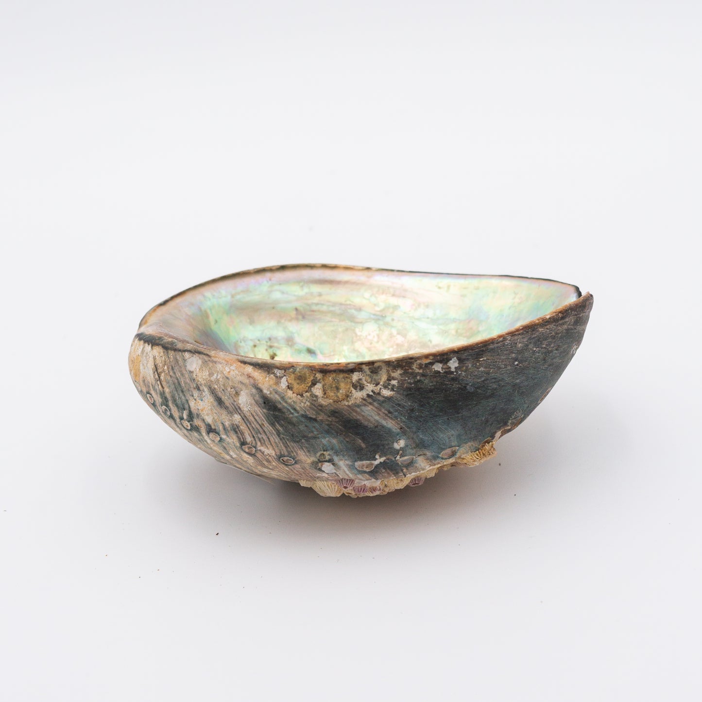 Abalone Shells