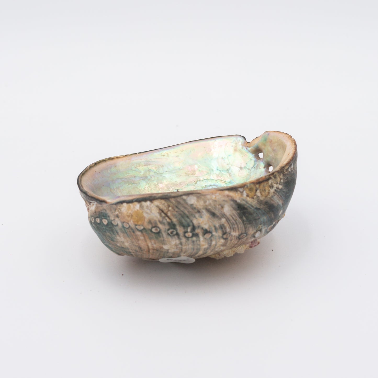Abalone Shells
