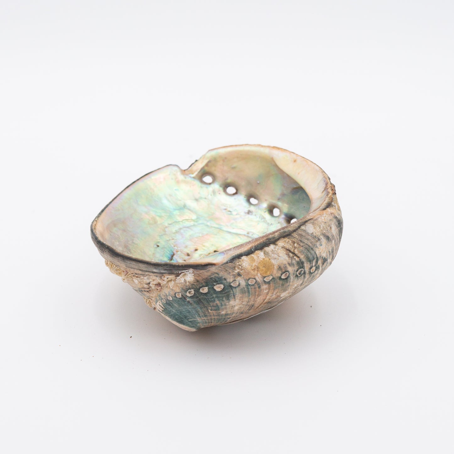 Abalone Shells