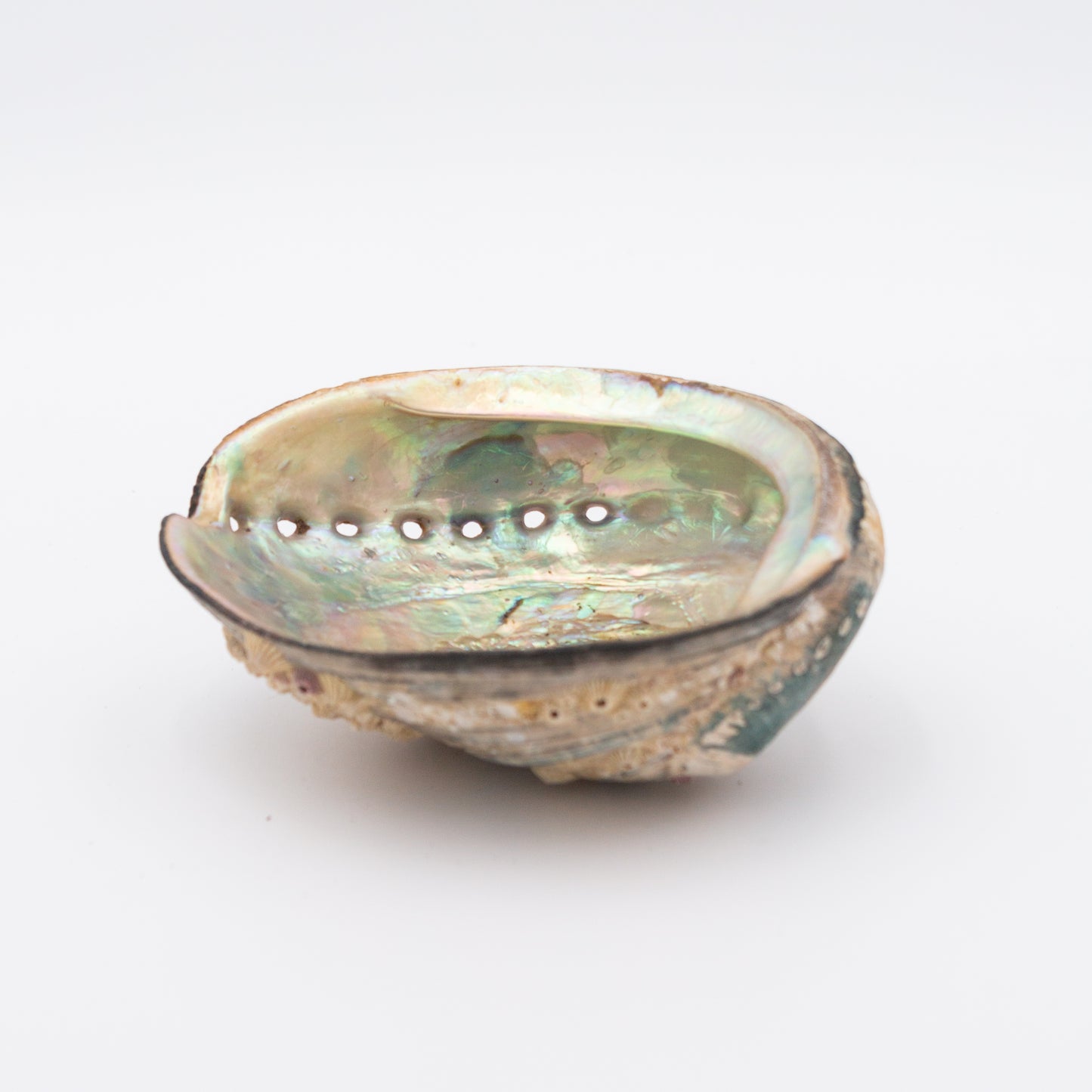 Abalone Shells