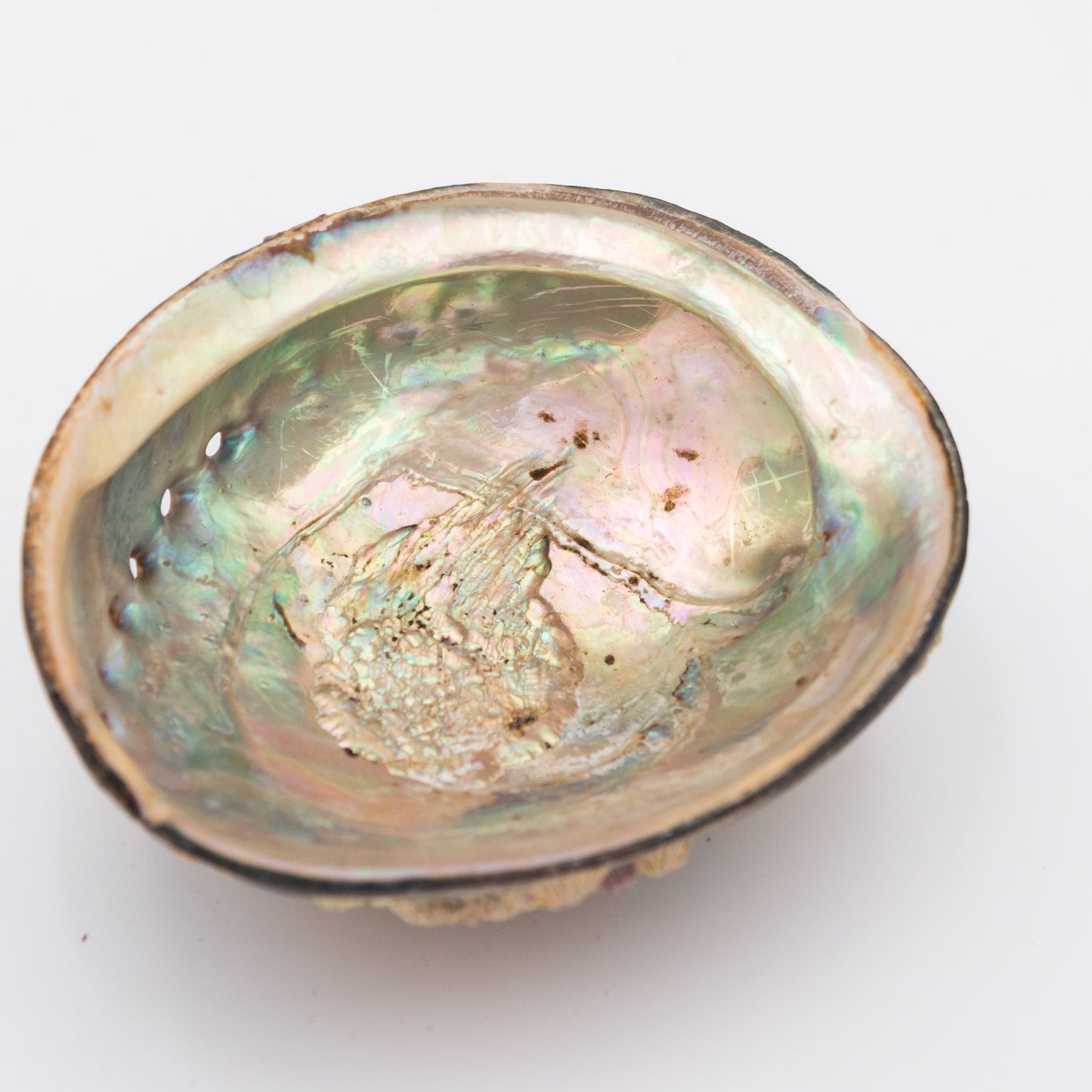 Abalone Shells