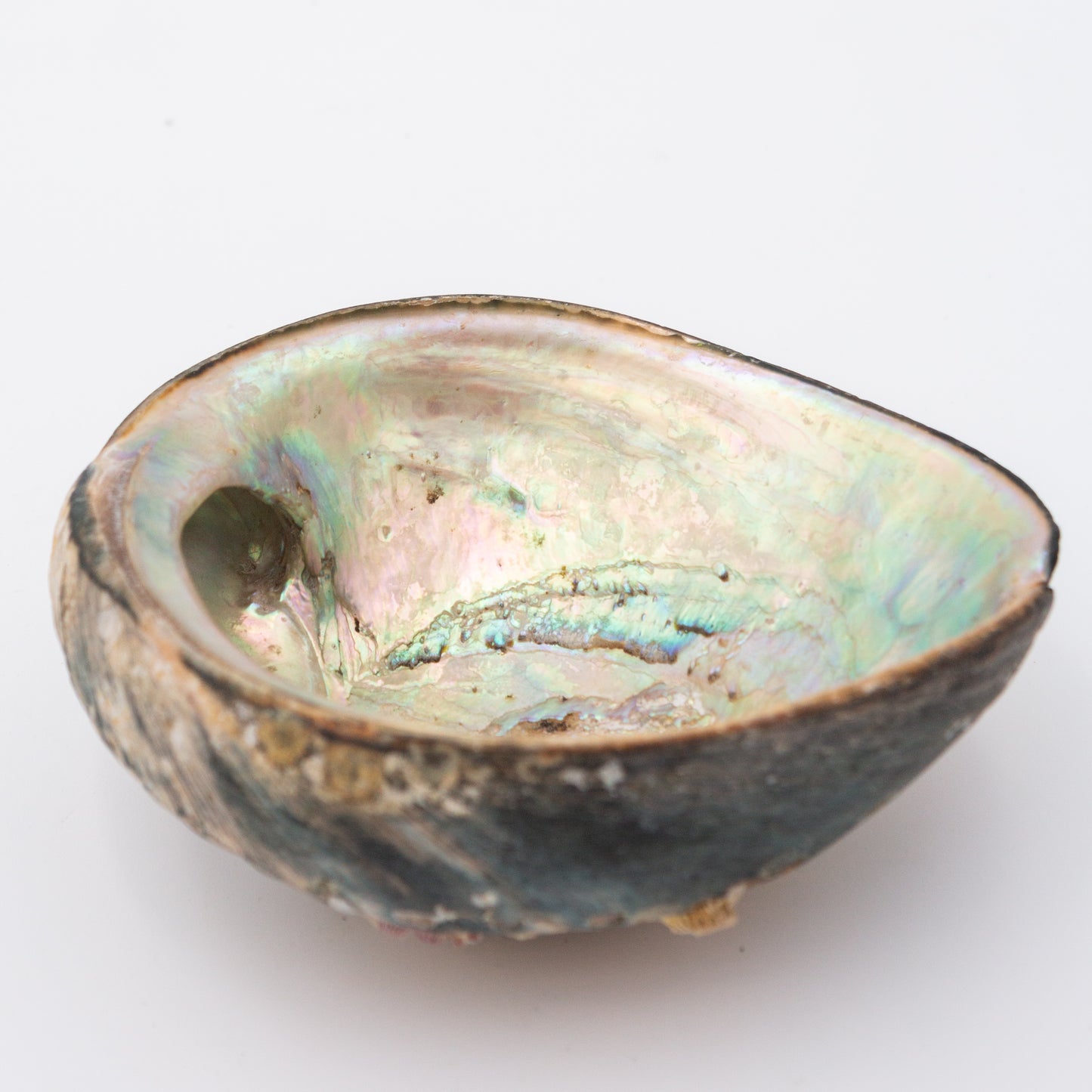 Abalone Shells