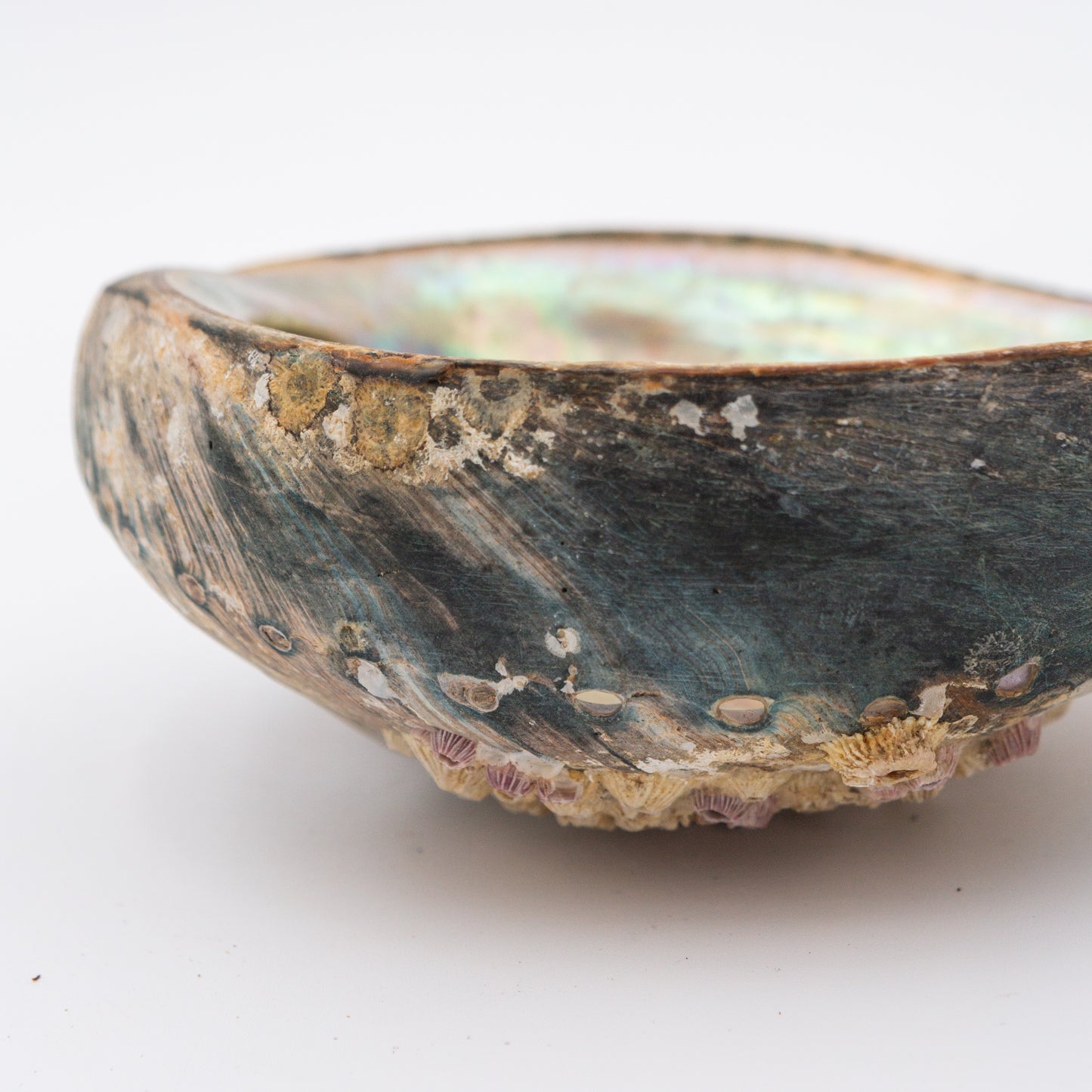 Abalone Shells